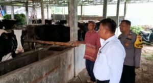 Sebanyak 31 sapi di Kota Salatiga terkonfirmasi Penyakit Mulut dan Kuku (PMK) sepanjang Januari hingga 4 September 2026. Dispangtan Salatiga menyebut lalu lintas sapi dari luar daerah menjadi faktor utama penyebaran penyakit. Dari jumlah tersebut, 30 sapi telah sembuh dan satu dipotong paksa, sementara saat ini tidak ada kasus aktif.