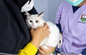 Dispertanikap Kabupaten Semarang menyiapkan 600 dosis vaksin anti-rabies bagi hewan penular rabies di sejumlah Puskeswan dan TPKH, Rabu (16/9/2026). Langkah pencegahan dilakukan karena Kabupaten Semarang masih bebas rabies, sekaligus mendukung peringatan Hari Rabies Sedunia melalui vaksinasi rutin yang digelar setiap September.
