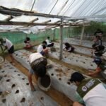 Fakultas Pertanian dan Bisnis UKSW melalui program KKN mendampingi 25 warga Dusun Sengon, Desa Manggihan, Getasan, Kabupaten Semarang, mengolah bio-slurry dan limbah kotoran sapi menjadi pupuk organik cair, pupuk organik padat, serta MOL. Kegiatan selama sebulan ini mendorong pemanfaatan bahan lokal untuk mendukung pertanian berkelanjutan dan mengurangi ketergantungan pada pupuk kimia.