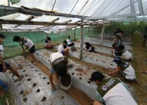 Fakultas Pertanian dan Bisnis UKSW melalui program KKN mendampingi 25 warga Dusun Sengon, Desa Manggihan, Getasan, Kabupaten Semarang, mengolah bio-slurry dan limbah kotoran sapi menjadi pupuk organik cair, pupuk organik padat, serta MOL. Kegiatan selama sebulan ini mendorong pemanfaatan bahan lokal untuk mendukung pertanian berkelanjutan dan mengurangi ketergantungan pada pupuk kimia.