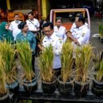 Kehadiran Padi Pot, akankah jadi Solusi Ketahanan Pangan di Salatiga