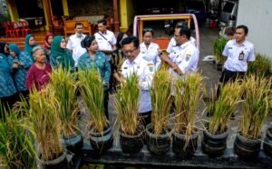 Kehadiran Padi Pot, akankah jadi Solusi Ketahanan Pangan di Salatiga