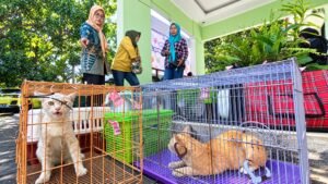 Sebanyak 35 kucing jalanan dari wilayah Ungaran, Kabupaten Semarang, dikumpulkan pegiat untuk mengikuti sterilisasi dan vaksinasi rabies gratis di Dispertanikap Kabupaten Semarang, Kamis (24/9/2026). Kegiatan tersebut menjadi bagian dari pengendalian populasi kucing dan pencegahan rabies, dengan kucing dirawat hingga pulih sebelum dikembalikan ke lokasi semula.